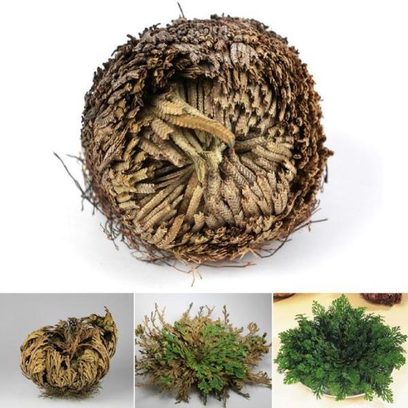 Rose of Jericho, Small